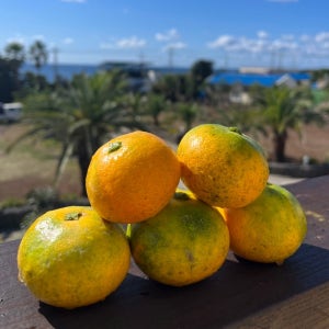 타이벡귤 타이백 조생 노지감귤 5kg 10kg 소과 로얄과 중대과 제주 산지직송