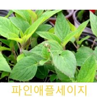 허브Herb/채소식물 파인애플세이지 모종 4개 (L0273)