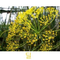 허브(Herb)/채소식물 딜 화분모종 4개 (L0269)