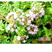 허브(Herb)/채소식물 백리향 화분모종 4개 (L0300)