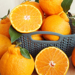 제주 동호농산 직송 한라봉 가정용, 선물용 3kg 5kg 10kg