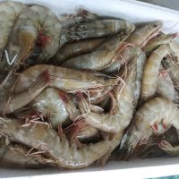 [대전 서구 배달] 싱싱한 국산 대하 1kg [한민 대천수산]