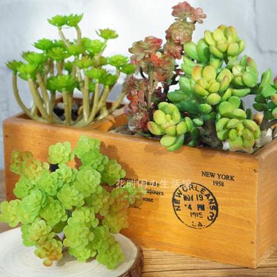 초미니화분 알로에화분 리얼다육식물 페이크 그린 베지터블 DIY 콤보 거실 인테리어