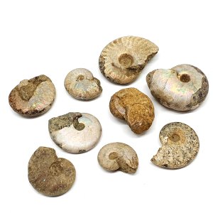 진품 중생대 암모나이트 화석 표본 / 루페우스
