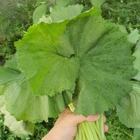 제철 생 머위순 1kg 국내산 머위잎 봄나물 머위나물 400g