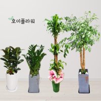 화분보내기 축하 개업화분