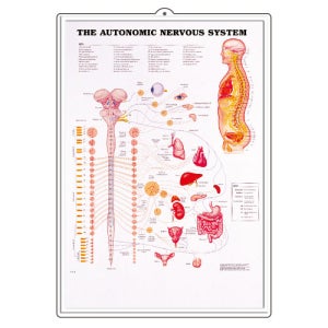 자율신경 인체해부도(3D입체)-8026B(The Autonomic Nervous System)