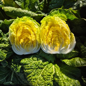 알배추 진도농장 통배추 쌈배추 알배기배추