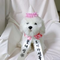 강아지 생일파티 고양이 생일상 리본화환 스카프 돌잔치 용품