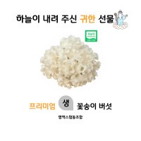 [하늘이 내린 귀한 선물] 황금 생 꽃송이 버섯 500g (국내산)