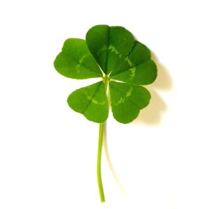 FCC 510 (진짜 생화 5잎클로버)-50개 (건조하지 않은 상태입니다)