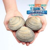 거제도 자연산 생물 개조개 대합 조개 1kg