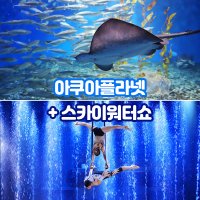 제주 아쿠아플라넷+스카이워터쇼 PKG / 제주도 아쿠아리움