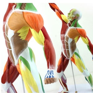 인체 근육 모형(52cm)