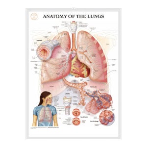 3D 폐 인체해부도- BS103(차트형)