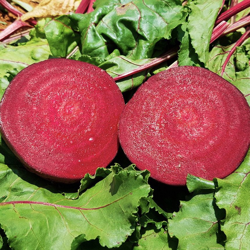 친환경 유기농 햇 <b>레드비트</b> 2kg 3kg 5kg 10kg 제주 알비트