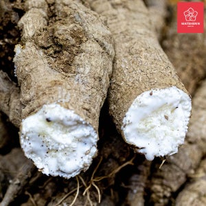 약성 6년근 더덕 2kg 산더덕 강원도 정선 봄 겨울 깐