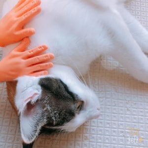 토다토바 말랑손 귤먹은손 고양이 장난감 고양이 강아지 쓰담쓰담 미니어쳐 이색사진찍기