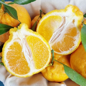 제주 하우스 고당도 한라봉 선물용 선물세트 3kg 5kg