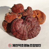 자연산 영지버섯 500g 제천약초영농조합법인 제천약초시장