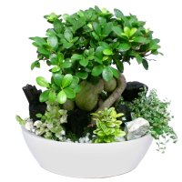 펜다인삼1 키우기쉬운 실내공기정화식물 승진축하화분선물 미세먼지 플랜테리어 거실화초