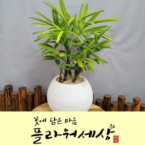 관음죽 최저가 가성비상품