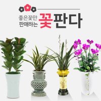 영통화분 당일직접배송 관엽식물농장 꽃판다