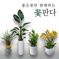 생일화분배달 당일직접배송 관엽식물농장 꽃판다