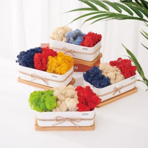 미세먼지 정화 공기청정 스칸디아모스 천연이끼 식물 국가별 유럽 국기 인테리어 화분