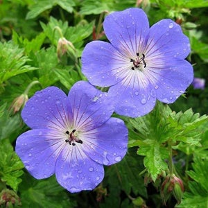 유럽 제라늄 숙근 예쁜 노지월동 꽃 다년초 꽃씨 키우기 오리지널