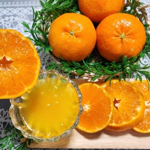 제주 레드향 3kg 5kg 10kg 선물세트 가정용