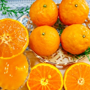 제주 카라향 3kg 5kg 10kg 선물세트 가정용