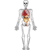 인체골격내부모형 만들기(75cm/운동.감각기관포함)