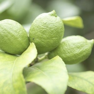 제주 그린 레몬 GAP 2.5kg~4.5kg 청 워터 만들기 (20개내외)