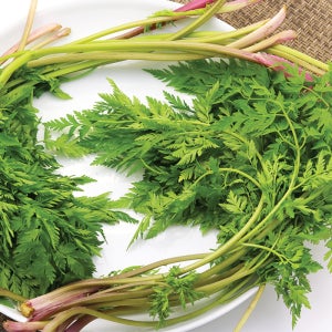 2026 봄나물 울릉도 생 전호나물 국내산 1kg 400g 바다나물