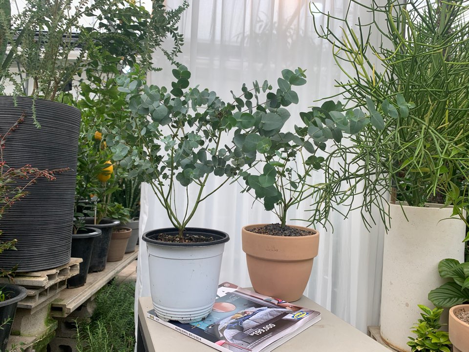 유칼립투스 블랙잭 유칼립 제일 키우기 쉽고 향기 좋은 아이 외목대 파란식물