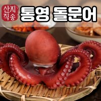 통영 문어 제철 숙회 생문어 돌문어 참문어