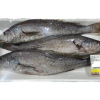 코스트코 해동 민어 국산 1.2kg 내외 (매장내 g당 단가제 ) 택배 발송 불가 상품 (고양시, 서울 강서구, 파주시 전지역 무료 직배송)