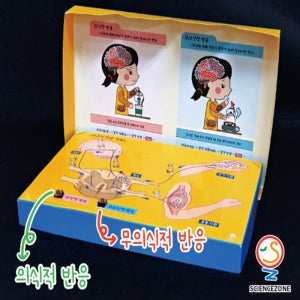 인체의비밀-자극과반응(5인용) 초등과학실험키트