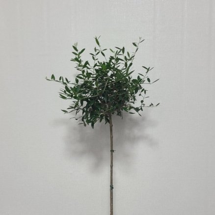 [평점 4.8점 리뷰 1100건 돌파] 완벽한 수형의 올리브나무 Special Edition H60 플라스틱 기본화분 공기정화 식물