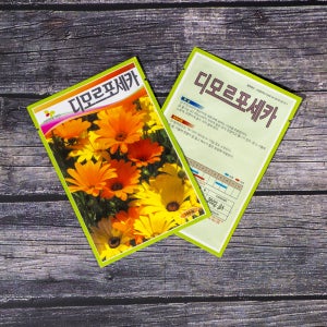 100립 홈 가드닝 원예 꽃씨 디모르포세카