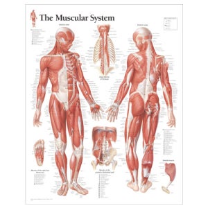 남성전신근육 시스템 평면코팅 인체해부도 -1100 ( Muscular System with Male Figure )