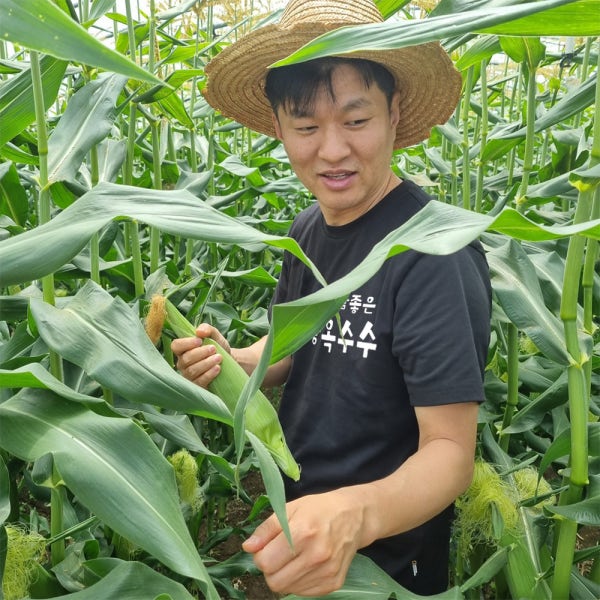 초당옥수수 농장 국산 생으로먹는 애플 초당옥수수