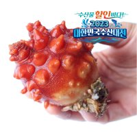 통영 활 멍게 깐멍게 우렁쉥이 꽃멍게 1kg