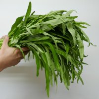 함안 공심채 모닝글로리 500g, 1kg 농가직송 morningglory