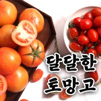 고당도 토망고 스테비아 방울 토마토 단 망고 토마토 대추방울토마토