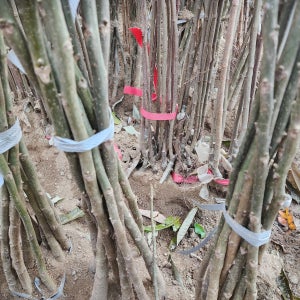 왜성호두 나무 묘목 185 실생 2년생 60cm 전후