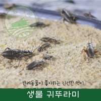 153팜 생물 쌍별귀뚜라미 먹이용 귀뚜라미