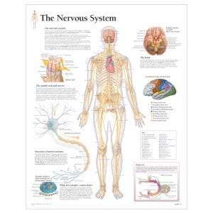 신경시스템 평면코팅 인체해부도 -2700 ( The Nervous System )