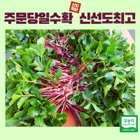 러브우 울진 제철 해방풍 갯방풍 방풍나물 500g